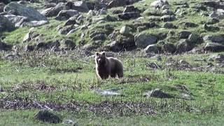 Himalayan Bear Spotted in Parvati Valley, Himachal