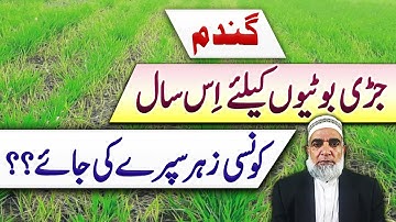 How to control weeds from wheat crop effectively || Crop Reformer