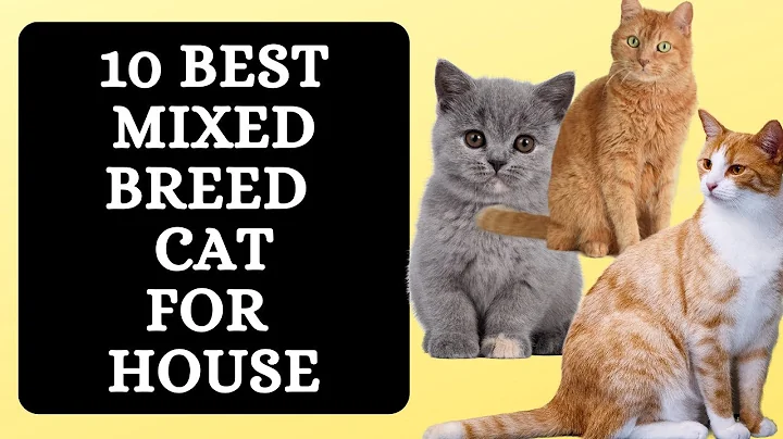 Watch the video about 10 Best Mixed Breed Cats for Your House