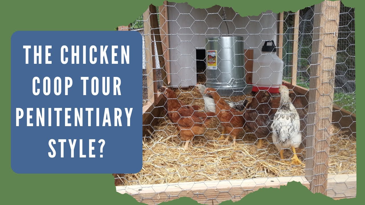 Tour of Our Bottomless Chicken Coop Permaculture Style YouTube