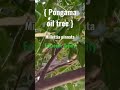Medicinal trees