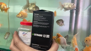 Dùng Vi Sinh Loại Nào Tốt Nhất Cho Bể Cá Vàng - RanChu Pingpong bể Thuỷ Sinh