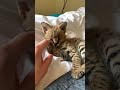 Serval kitten