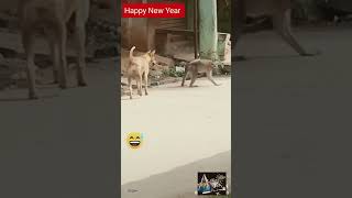 Animals make you laugh if you observe carefully #shorts #Funny animal videos