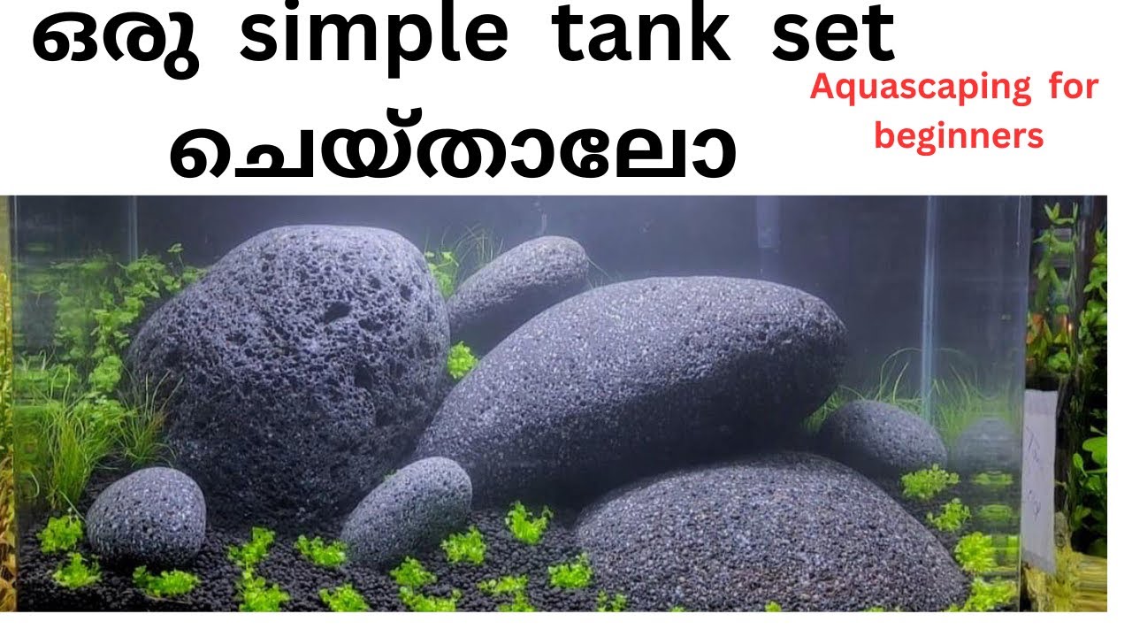 “Stunning Aquascaping Rock Layout | Beginner Friendly Nature Aquarium”