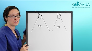 What are axial and lateral resolution (and why should you care)?