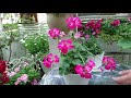 色々なゼラニューム・トスカ・他5月の様子Rose geranium
