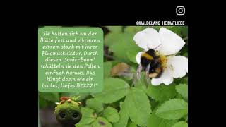 #hummel #insekten #wissenswertes #ökosystem 