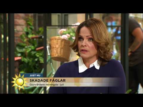 Video: Hur Man Hjälper En Skadad Fågel