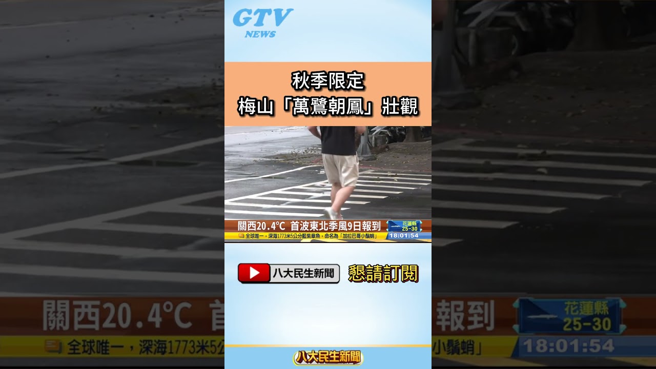 #shorts 秋季限定 梅山「萬鷺朝鳳」壯觀 @gtvnews27 縮圖