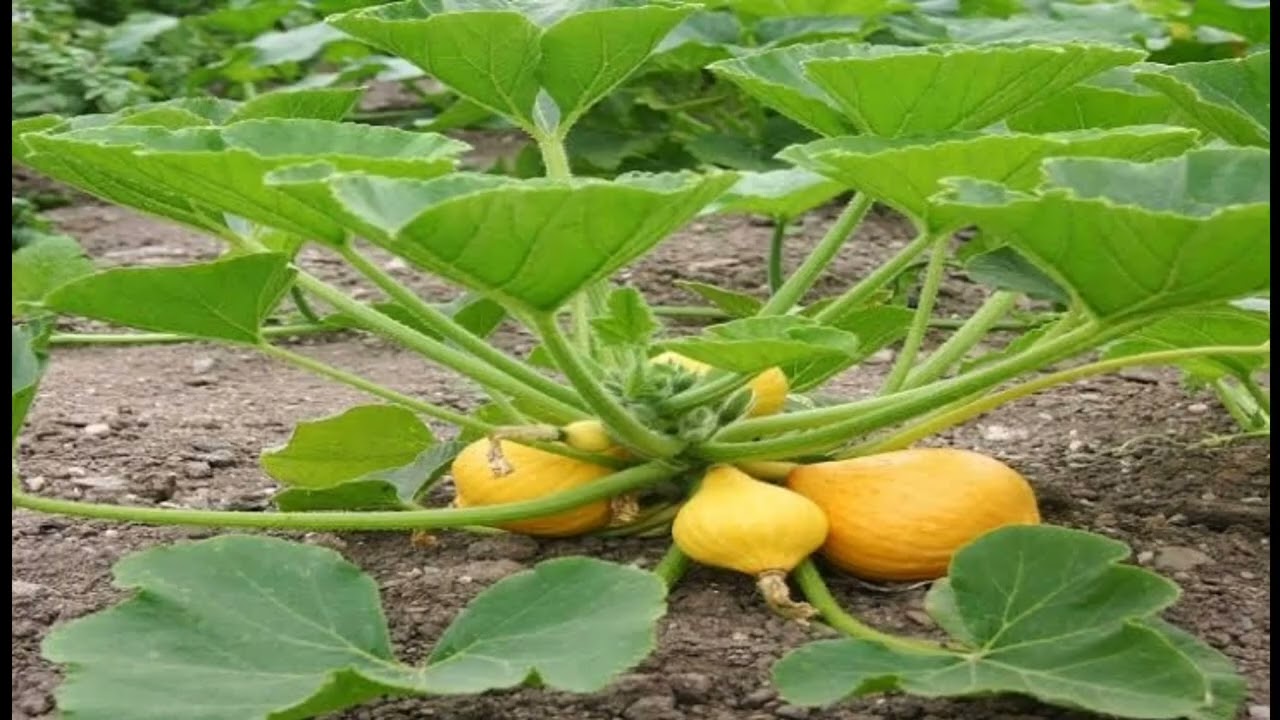 زراعة اللب الخشب (اليقطين) اللب الخشب استثمار مش مجرد زراعة