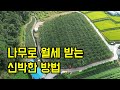 부동산처럼 배나무 80그루 월세 받는 귀촌인ㄷㄷ (근데 월세가..2만원도 안함ㅋㅋㅋㅋㅋ)