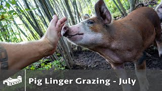 Pigs Linger Grazing - July 2021