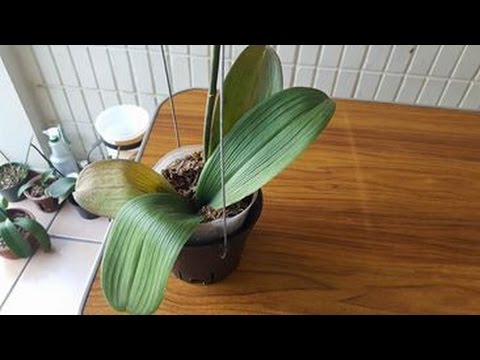 Vídeo: Què fa que les fulles de phalaenopsis es divideixin?