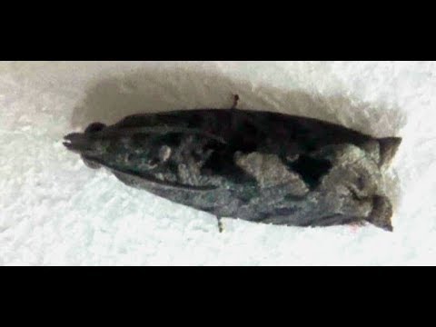 Video: Tortrix Moth Livscykel: Tortrix Moth Caterpillar Identifiering och behandling