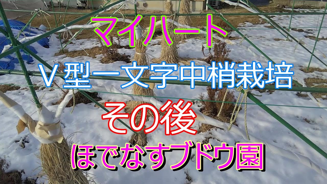 マイハートⅤ型一文字中梢栽培その後　＃マイハート　＃ブドウ栽培