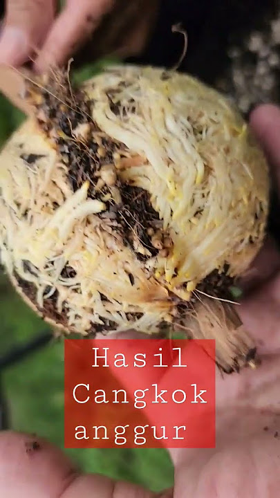 Cangkok Anggur Import ini medianya . #grape #anggur #shortsvideo  #bonsai #shortvideo #cangkok