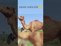 .Village Life in Pakistan | 4 Camels with Kids | Desi Village Fun