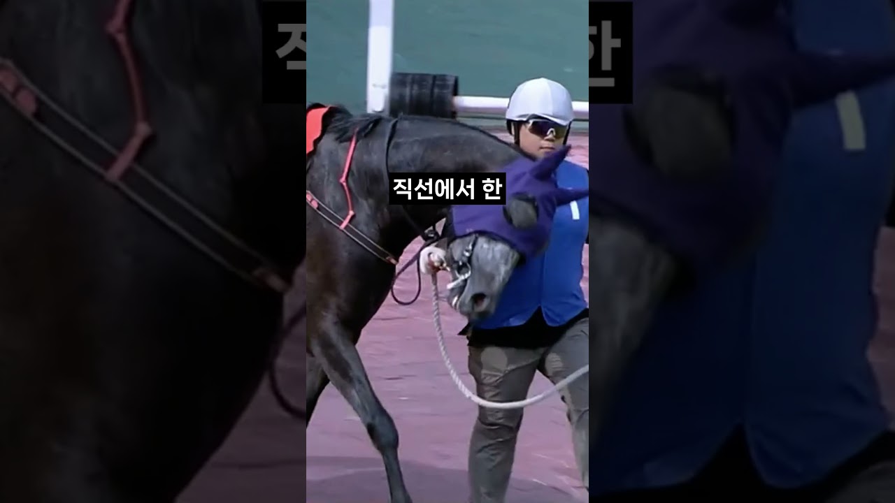26.01.17 서울경마 01경주