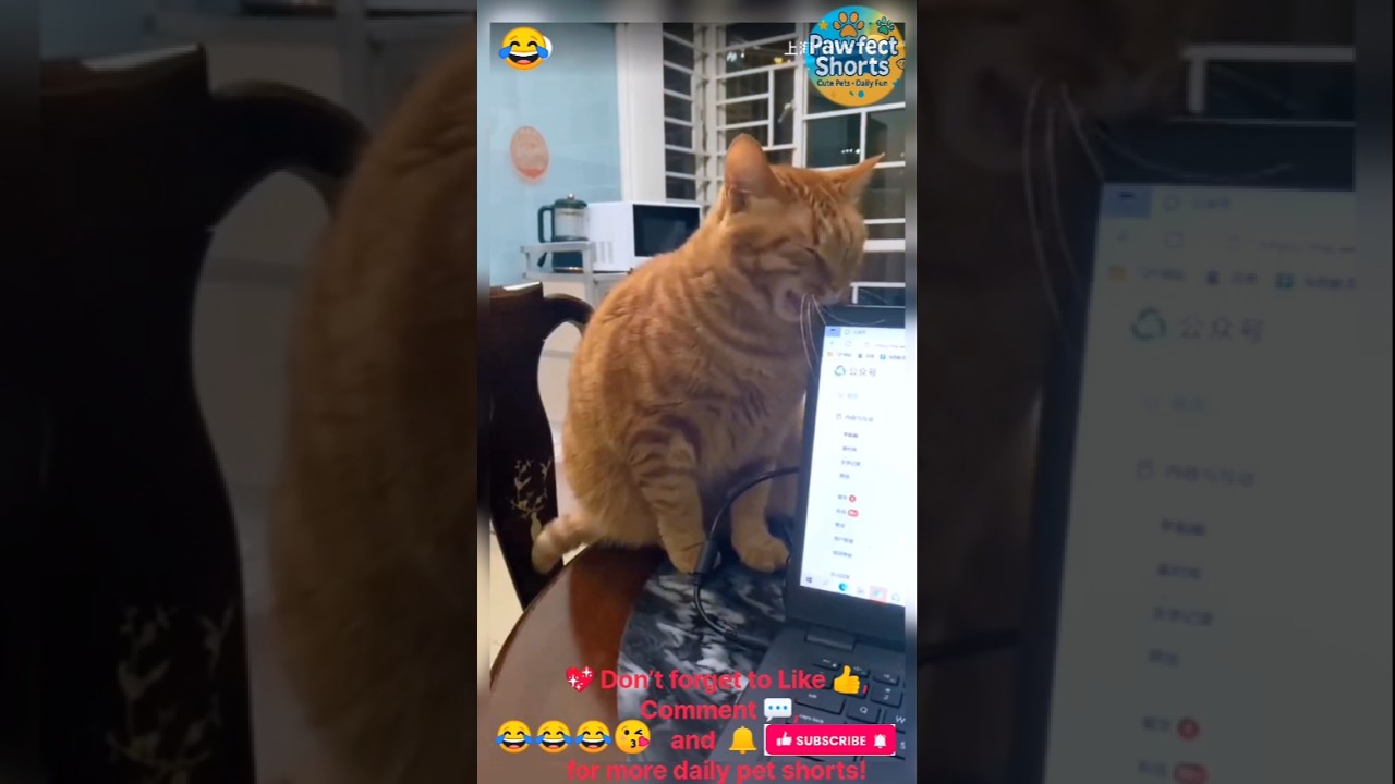 “Funny & Talented Cats 😂🐱 | Amazing Cat Skills You Won’t Believe!”