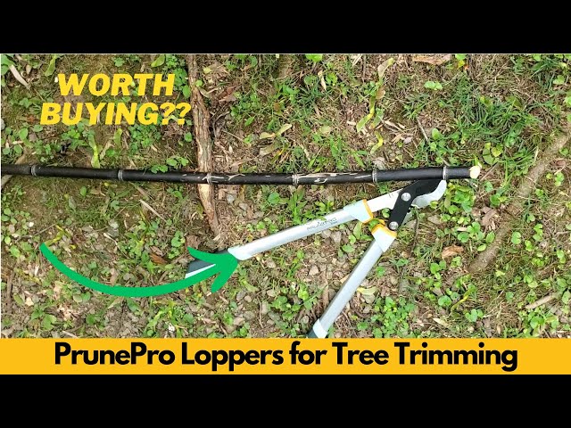 How to Prune Fruit Trees With Loppers: Expert Tips for Healthier Trees