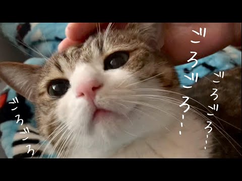 甘えん坊猫すずめくんの喉ゴロゴロ音。【ASMR】vol.398