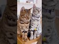 ベンガル猫の性格が可愛い🌟#shorts