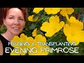 Evening Primrose Care & Propagating (End of Summer) #growinghome