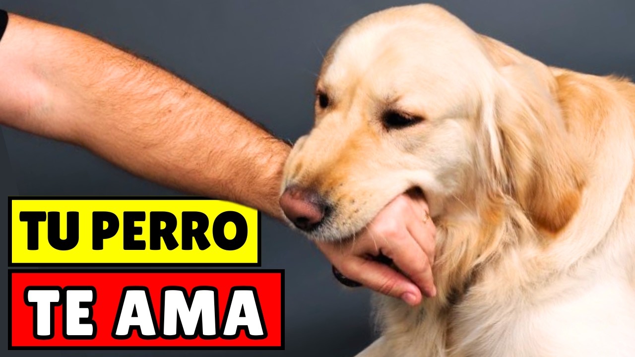 16 SEÑALES de que tu Perro te CONSIDERA SU MADRE 💘