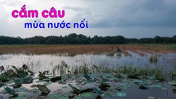 Đi cắm câu cá lóc đầu mùa nước nổi bằng mồi dế