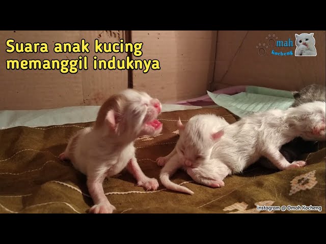 SUARA ANAK KUCING MEMANGGIL INDUKNYA | BISA DIBUAT MANGGIL KUCING class=