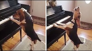 20 Epic Animals with Amazing Abilities