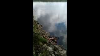 Sta 2 gator hunt