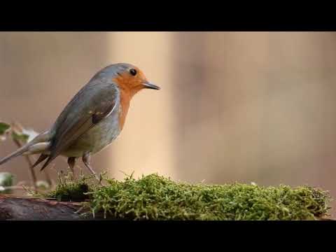 ቪዲዮ: ነቢዩ ሙሐመድ መካን ለቀው እንዲወጡ የተደረገው ለምንድነው?