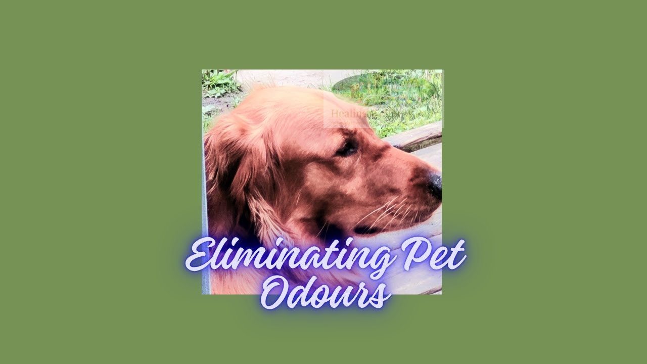 Eliminate Pet Odour Naturally with Water, Vinegar, and Essential Oils