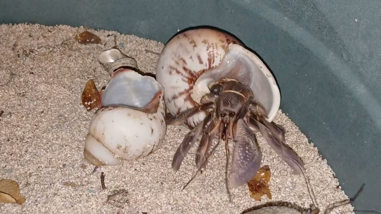 Hermit crab cam + shell changing