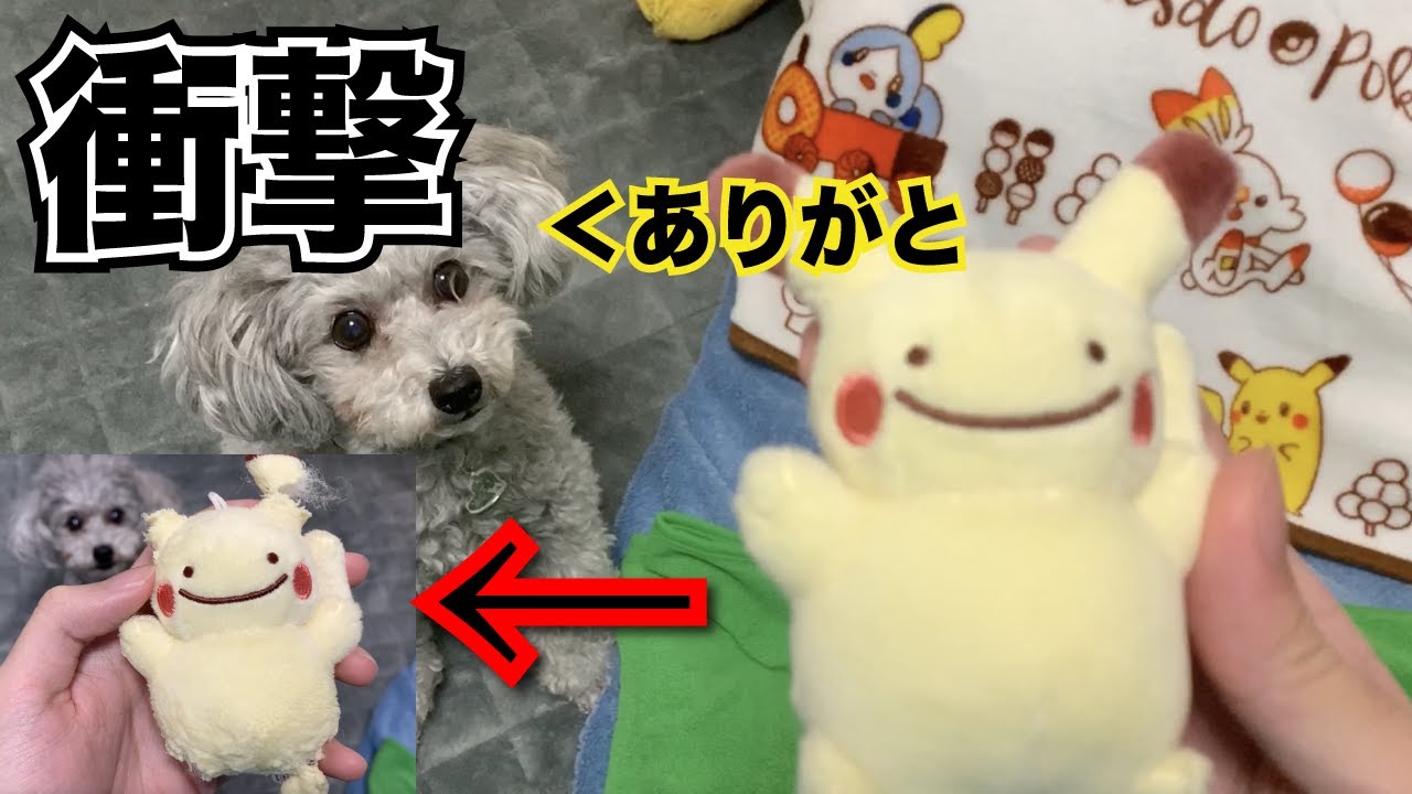 犬動画 最愛の犬にピカチュウのマスコットあげたら大変なことになってしまいました Youtube