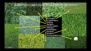 Which grass should I plant on my lawn? Part 1: Introduction and Northern US and Canada.