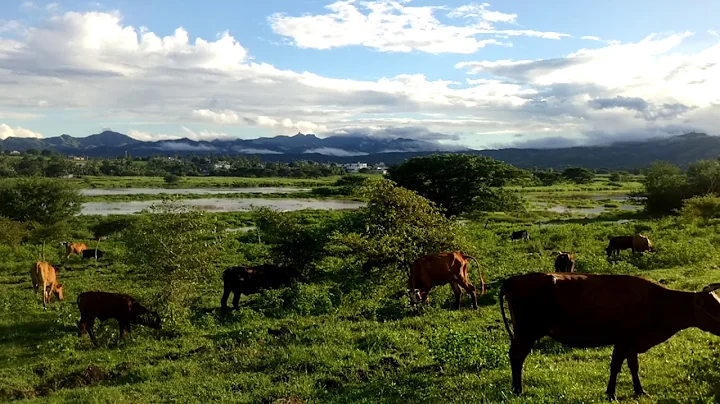 Fiji Kelly Kuntz family Farm Ba upper hill cattle HD