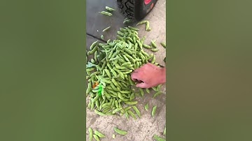 Nông cụ nông nghiệp Tháp Xanh, Công nghệ nông nghiệp, Thế giới Vật tư Máy móc