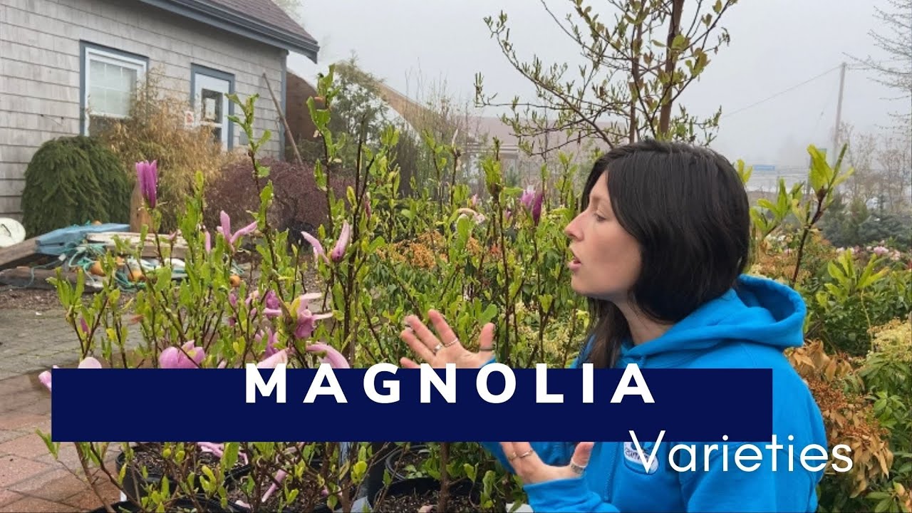 Beautiful Magnolia Varieties!