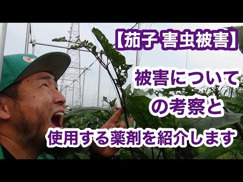 【茄子 害虫被害】ナスの害虫被害についての考察と使用する薬剤を紹介‼︎