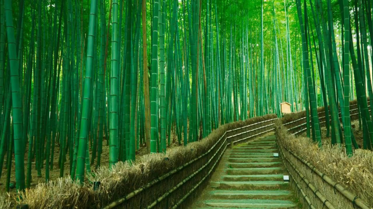 Japonya Sagano Bambu Ormanları(Japan Sagano Bamboo Forests) 