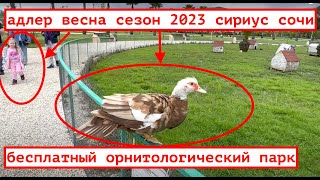 АДЛЕР СЕЗОН 2023 / ВЕСНА В СОЧИ / БЕСПЛАТНЫЙ ОРНИТОЛОГИЧЕСКИЙ ПАРК В СИРИУСЕ