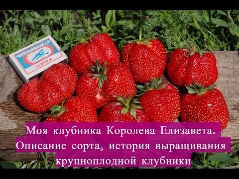 Моя клубника Королева Елизавета. Описание сорта, история выращивания