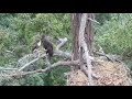 GROWLS 💕 Adorable BEAKING & AFFECTION Between Red-tailed Hawklet Malala & Bald Eaglet Junior! 7.6.22