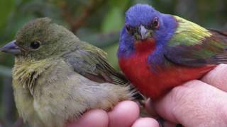 Wild About Painted Buntings, Part 1 Banding