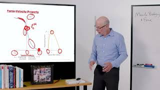 Biomechanics of Movement | Lecture 4.2: Basic Muscle Properties: Force-Length and Force-Velocity