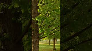 Wind Dancing Through Tall Trees 🌬️🌳 | Pure Nature Sounds #asmr #deepsleep