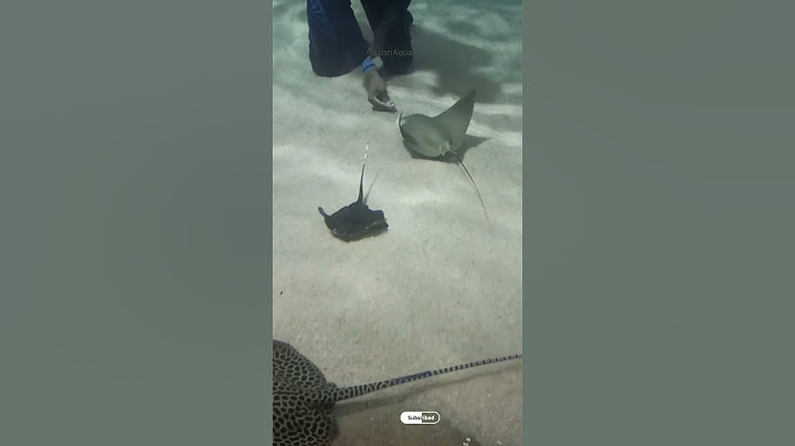 Hand feeding deadly venomous Stingray Fish! 😮 | Large Stingray Aquarium #shorts